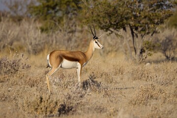 A close up of a watchful springbok taken at sunrise in the Etosha national Park in Namibia