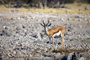 A close up of a watchful springbok taken at sunrise in the Etosha national Park in Namibia