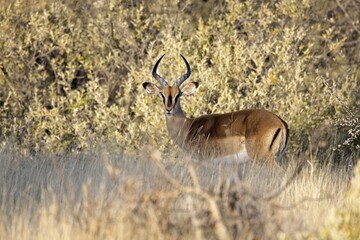 Black Faced Impala Buck with good horns standing in the African Bush, Etosha National Park, Namibia