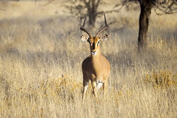 Black Faced Impala Buck with good horns standing in the African Bush, Etosha National Park, Namibia