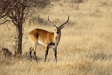 Naklejka na ściany i meble A male red lechwe antelope (Kobus leche), 