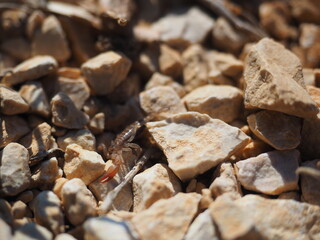 tiny scorpion hiding in the rocks