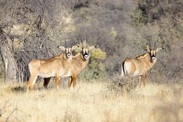 Roan antelope, Hippotragus equinus, in the grass, mountain in the background, Savuti, Namibia, Africa. Animal, savannah antelope in the nature habitat. Nature wildlife.