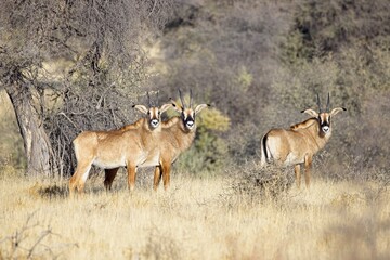 Roan antelope, Hippotragus equinus, in the grass, mountain in the background, Savuti, Namibia, Africa. Animal, savannah antelope in the nature habitat. Nature wildlife.