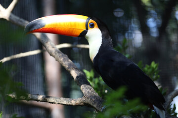 The toco toucan bird on the wood tree