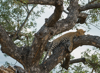 Fototapeta na wymiar Leopard South Africa 2018