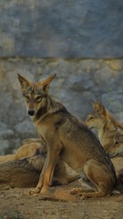 black backed jackal