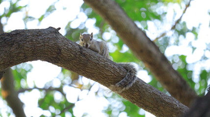 squirrel on tree