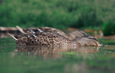 duck