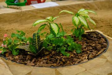 Green plants - dieffenbachia and geranium on wood chip mulch - close up. Landscaping and...
