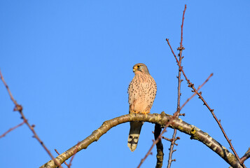Turmfalke
