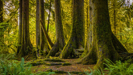 Amazing interlacing of the roots of large trees. Many trees and mosses grow from and over the fallen tree trunks. Hoh Rain Forest, Olympic National Park, Washington state, USA