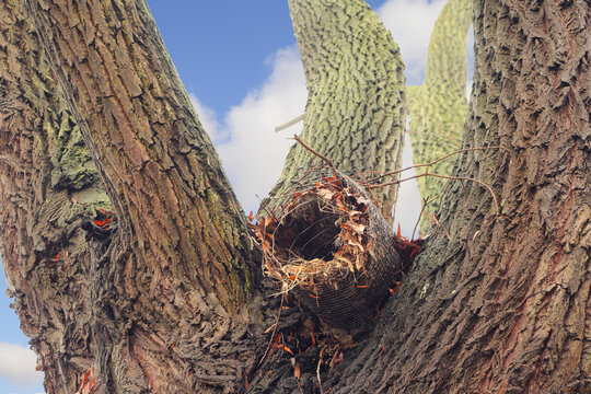 An empty bird's nest in the tree in winter, nature conservation