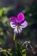 Blooming violet pansy flowers on a green background macro photography. Wildflower with purple petals in springtime close-up photo. Viola flower in a spring day.