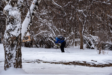 bird in winter forest