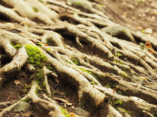 苔むす木の根
