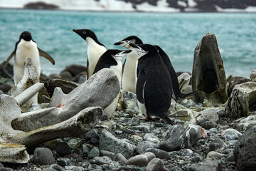 Fototapeta premium Penguins
