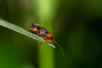 A soldier beetle sits on small white flowers macro photography in the summer. A flying bug sits on a flowering plant.	