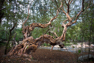 Fototapeta premium Nabusimake Old Tree