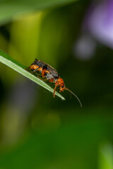 A soldier beetle sits on small white flowers macro photography in the summer. A flying bug sits on a flowering plant.	