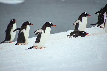 Fototapeta premium Penguins