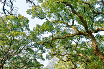 Old tree in Putuoshan temple,Zhejiang provine,China