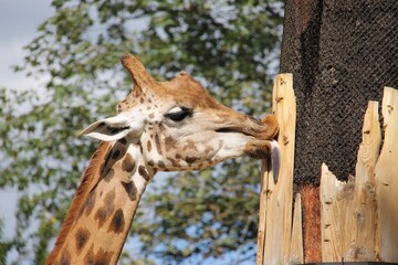 A detail of a giraffe licking a tree
