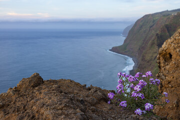 Amazing view of the coast in Madeira, Portugal from a viewpoint called Miradouro Galore. In the foreground a beautiful pink flower.