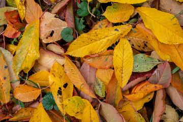 Multicolored fallen leaves of sweet cherry on the ground, top view. Autumn horizontal background. Backdrop