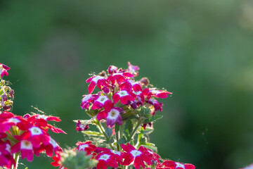 Blooming red verbena flowers on a sunny day close-up photo. Garden flowers of pink vervain flowers in sunlight in springtime. A glade of red wildflowers in the sunset light in the summer.