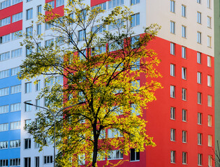 Autumn yellow tree against new building painted in white, blue and red