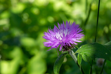 Blooming cornflower blue on a green background on a sunny day macro photography. Fresh bachelor's button flower with purple thin petals in springtime close-up photo.