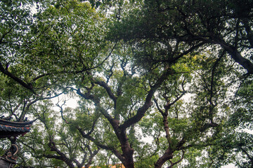 Old tree in Putuoshan temple,Zhejiang provine,China