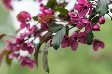 Obraz premium Pink flowers on the tree in the botanical garden.