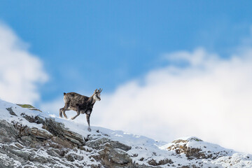 Naklejka premium Running on mountain ridge, Alpine chamois with clouds on background (Rupicapra rupicapra)