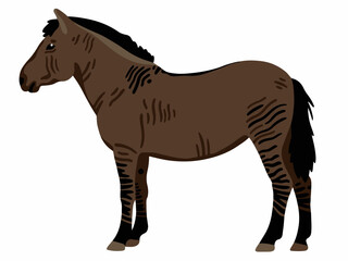 Zorse vector illustration isolated	