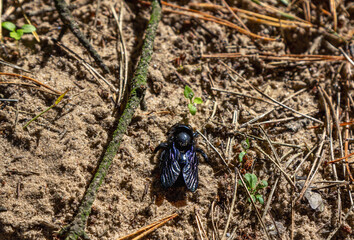 Close up Xylocopa violacea, the violet carpenter bee with black body and purple wings on a sandy ground in the forest