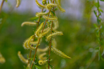 Close up beautiful blooming branches of a willow tree. Spring nature.