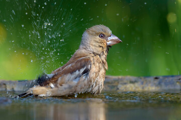 Female hawfinch (Coccothraustes coccothraustes) bathing with a lot of drips and splashes