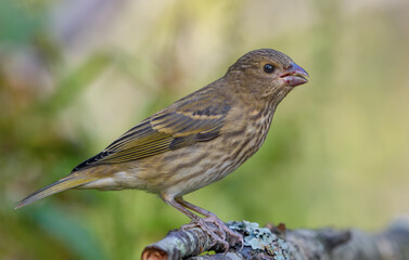 Young common rosefinch (Carpodacus erythrinus) perched in shadow at close distance