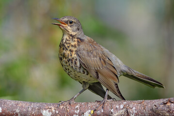Young Fieldfare thrush (turdus pilaris) sings his song on lichen covered branch in hazy sunny day 