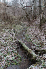 stream in the forest