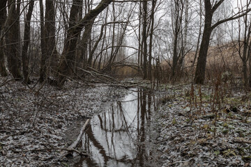forest in late autumn