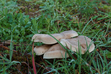 grzyb kapelusz runo leśne trawa las