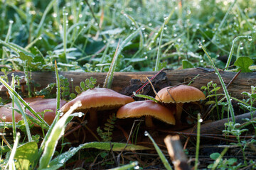 grzyb kapelusz runo leśne trawa las