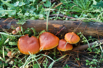 grzyb kapelusz runo leśne trawa las © Piotr