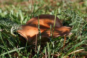 grzyb kapelusz runo leśne trawa las © Piotr
