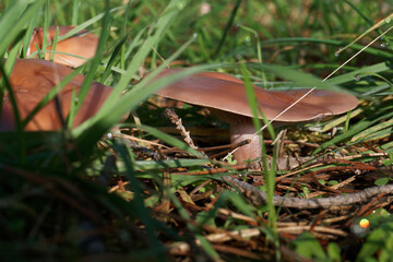 grzyb kapelusz runo leśne trawa las © Piotr