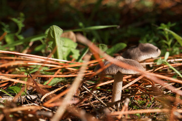 grzyb kapelusz trzon igliwie runo leśne natura
