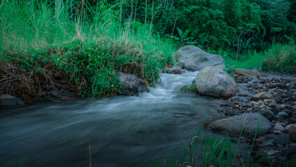 stream in the forest